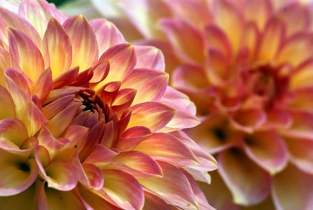 Flower Bloom Close Up