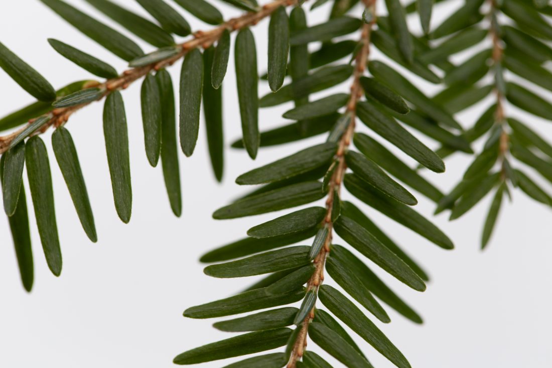 Free stock image of Pine Needles Close Up
