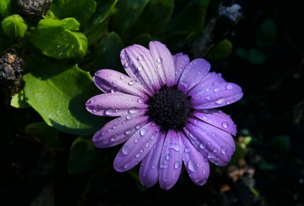 Rain Flower Drops