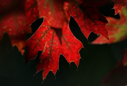 Red Autumn Leaves