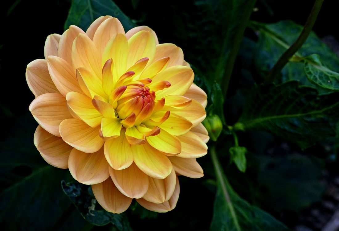 Free stock image of Yellow Flower Bloom