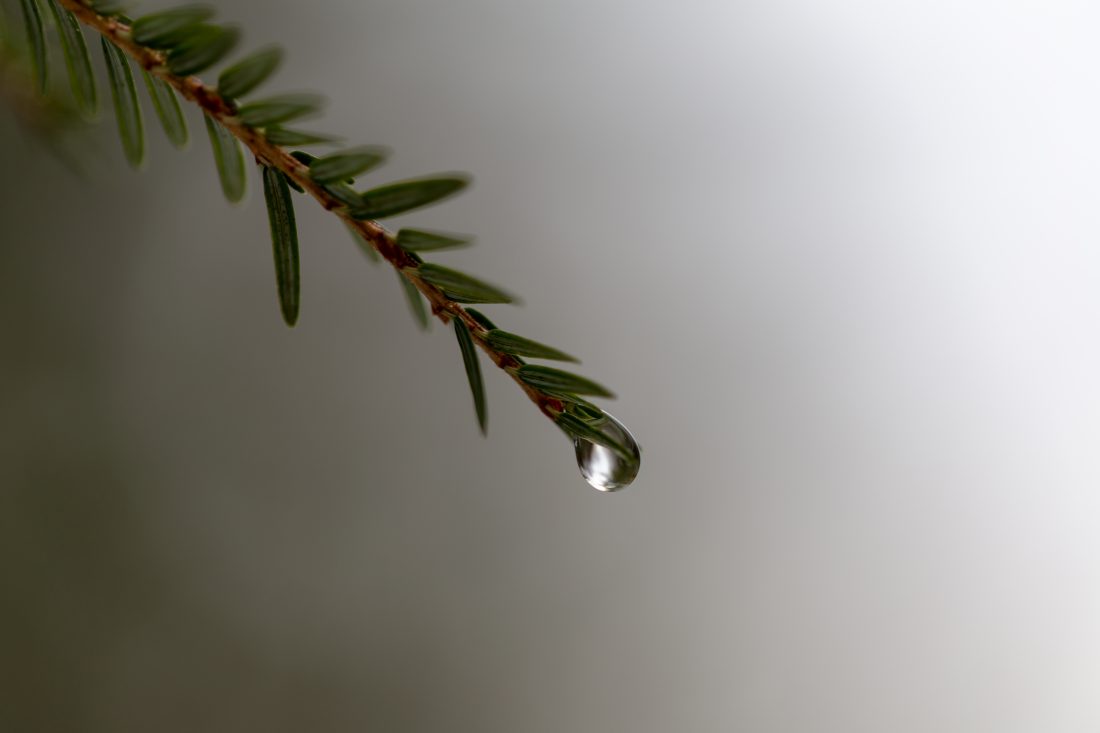 Free stock image of Pine Tree Rain