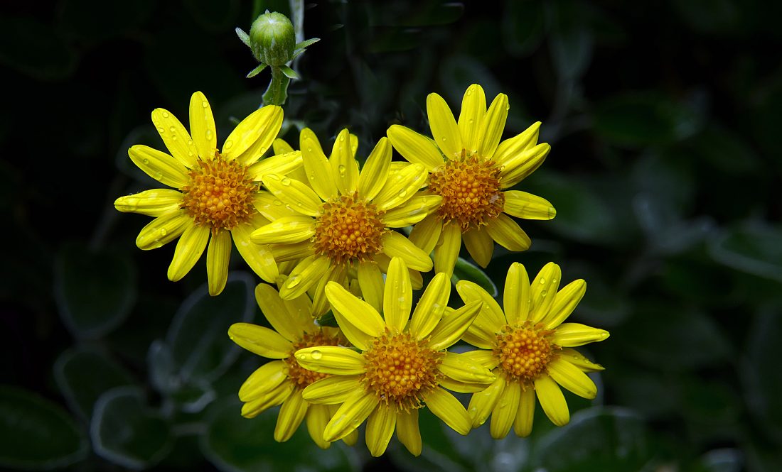 Free stock image of Vibrant Yellow Flowers