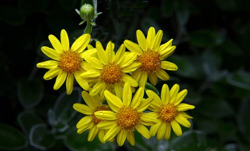 Vibrant Yellow Flowers