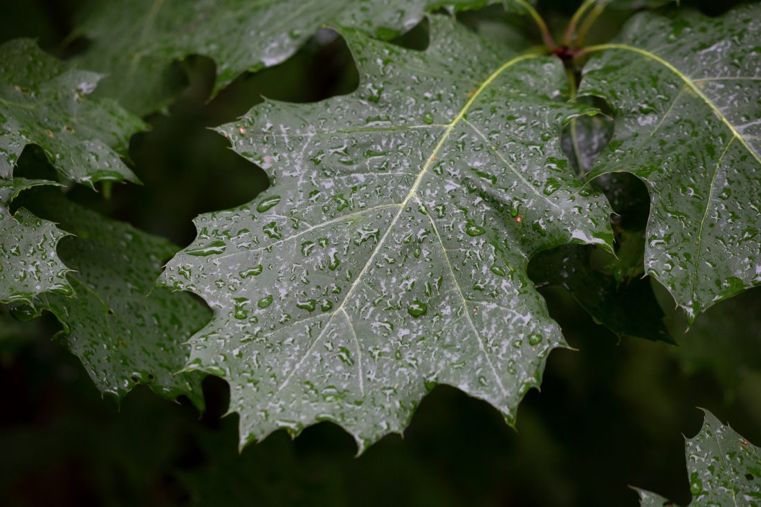 Free stock image of Rain Droplets on Leaves