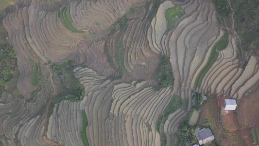 Asian Rice Fields
