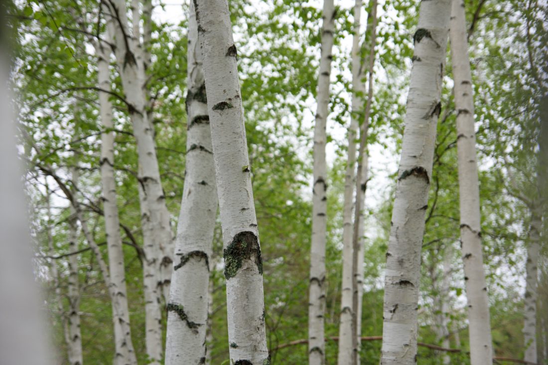 Free stock image of Birch Tree Forest