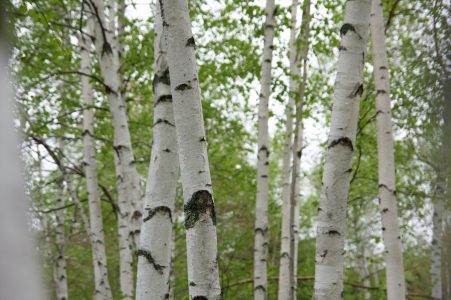 Birch Tree Forest