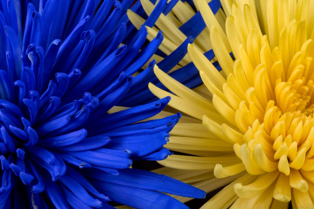 Free stock image of Blue Yellow Flowers