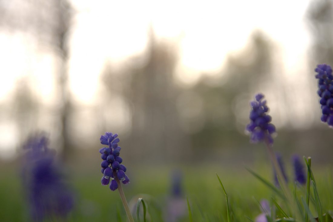 Free stock image of Blue Bell Flowers