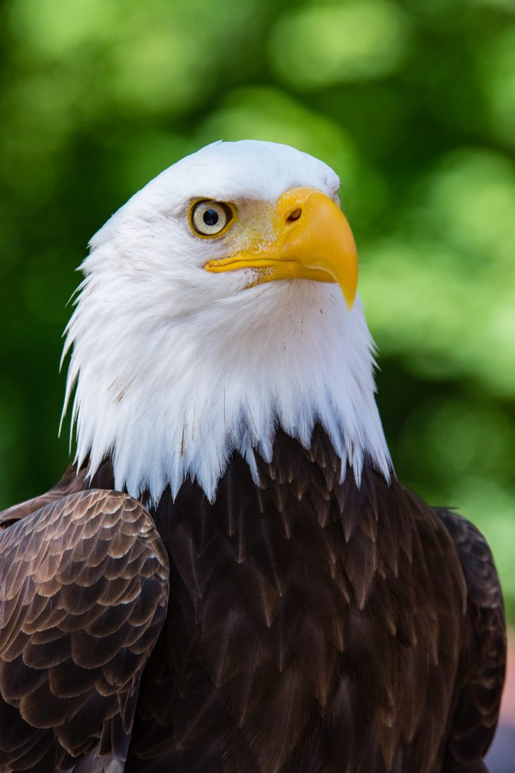 Free stock image of Bald Eagle Close Up