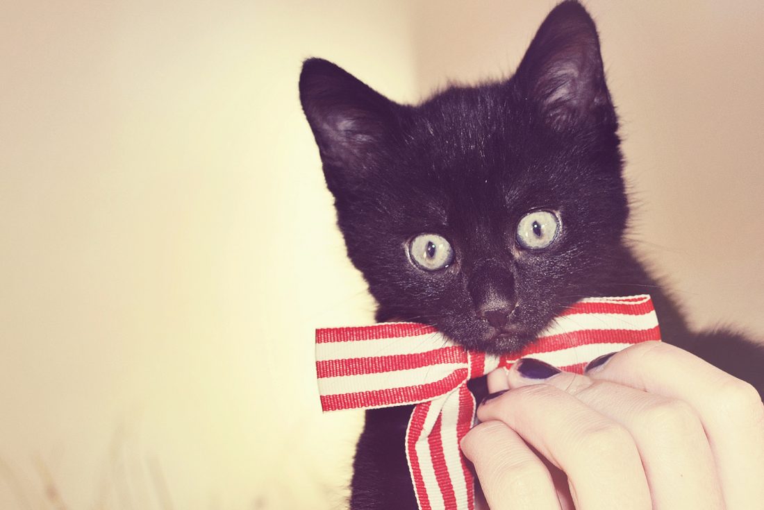 Free stock image of Cat Wearing Bow