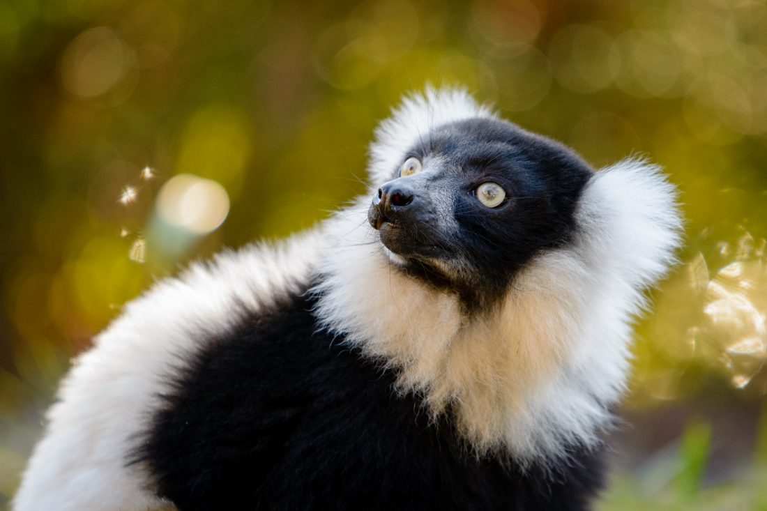 Free stock image of Lemur Looking Up