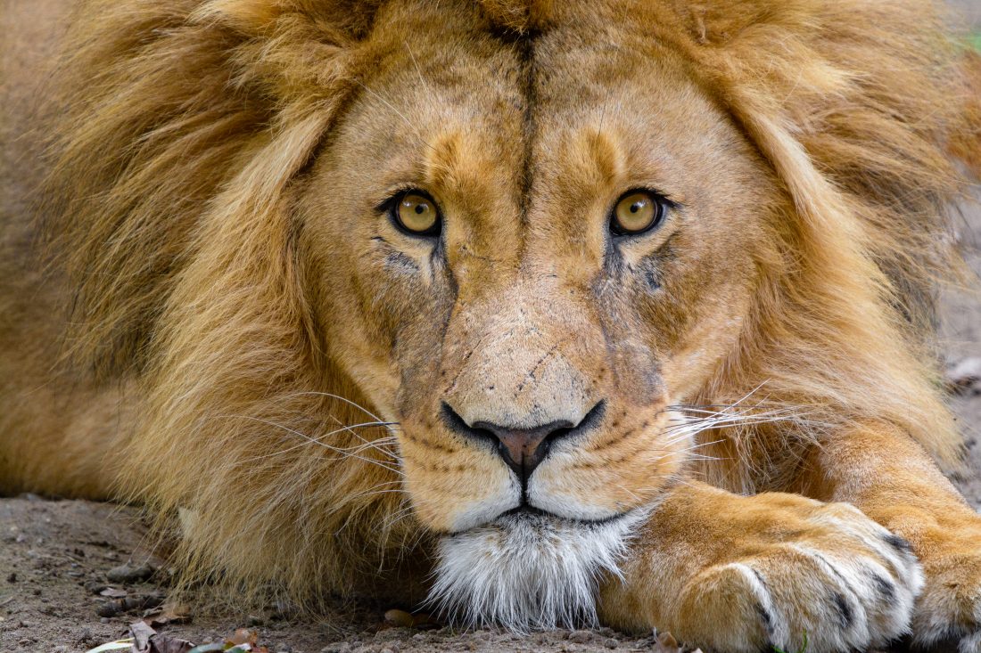 Free stock image of Lion Resting