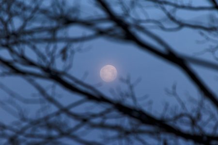 Moon Through Trees