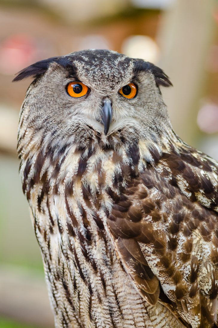 Owl Close Up - animal photos