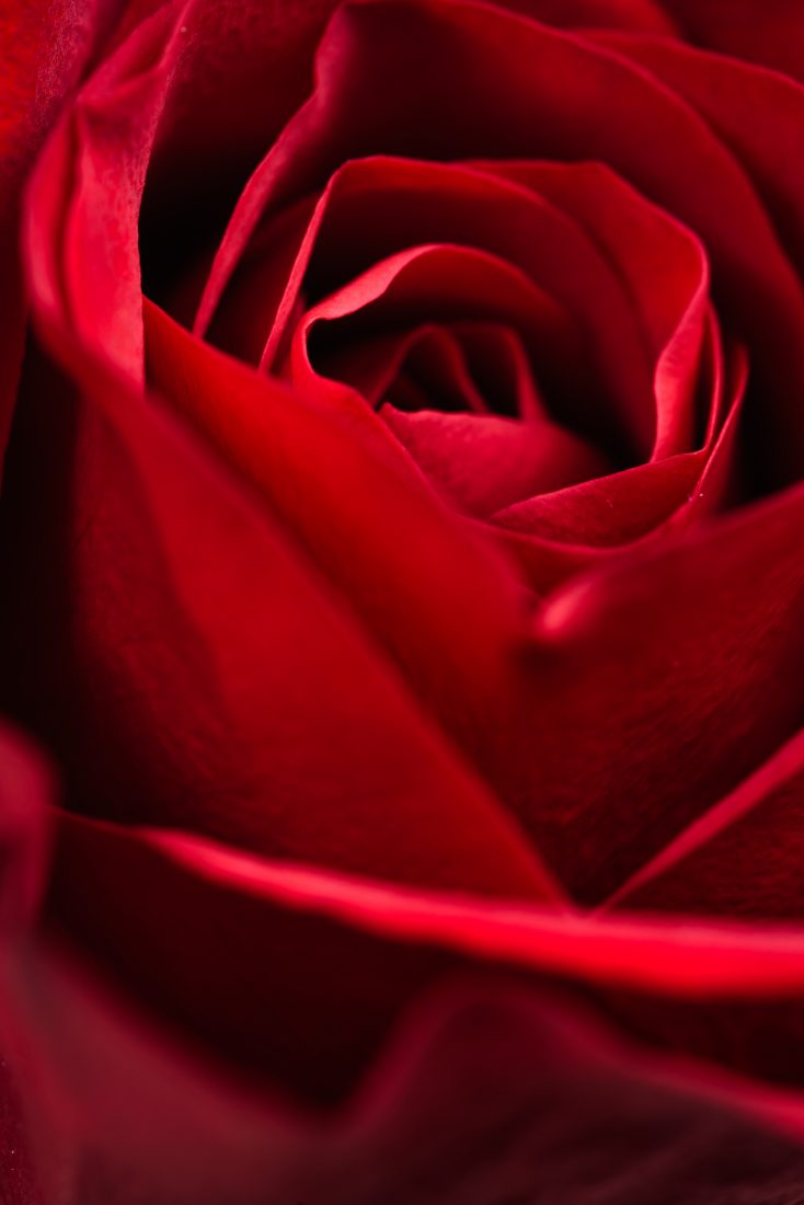 Free stock image of Red Rose Close Up