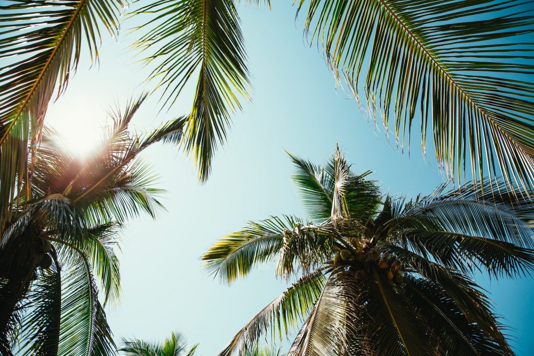 Free stock image of Palm Trees Sunlight