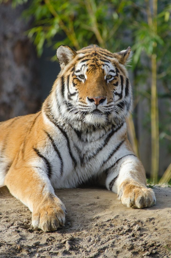 Free stock image of Tiger Staring