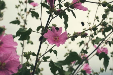 Vintage Flowers