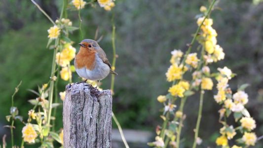 Bird Perched on Wood