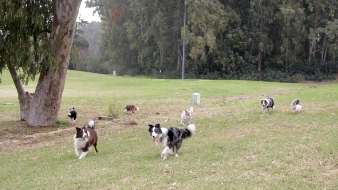 Dogs Playing