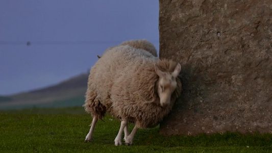 Sheep on Rocks