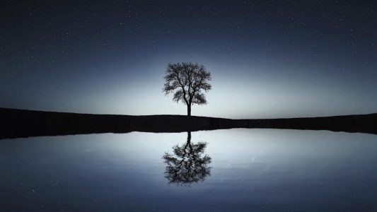 Tree Reflection