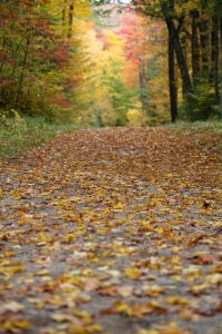 Autumn Hiking Path