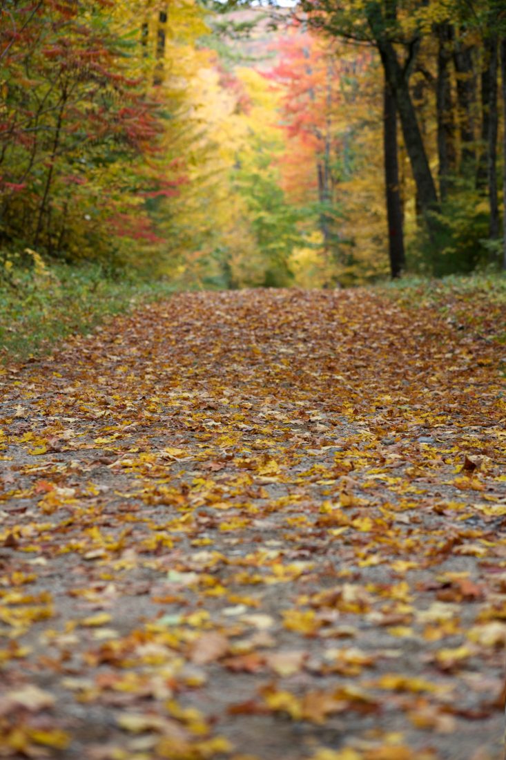 Free stock image of Autumn Hiking Path