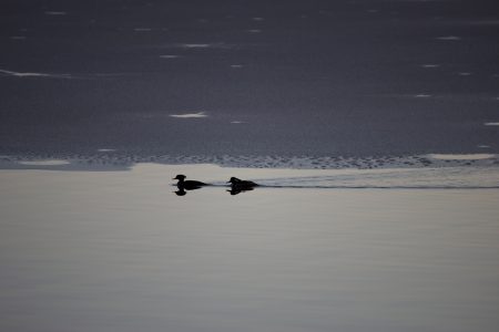 Winter Birds Swimming