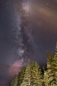 Milky Way Forest