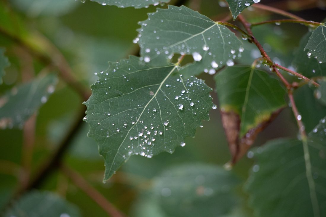 Free stock image of Wet Leaf Droplets