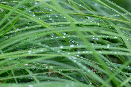 Wet Grass