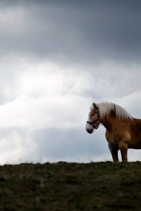 Horse Pasture