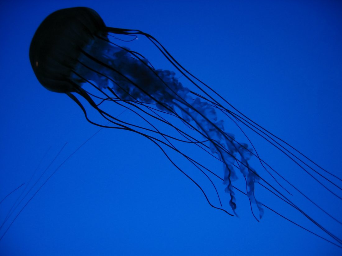Free stock image of Jelly Fish