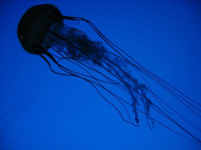 Jelly Fish - free blue photos