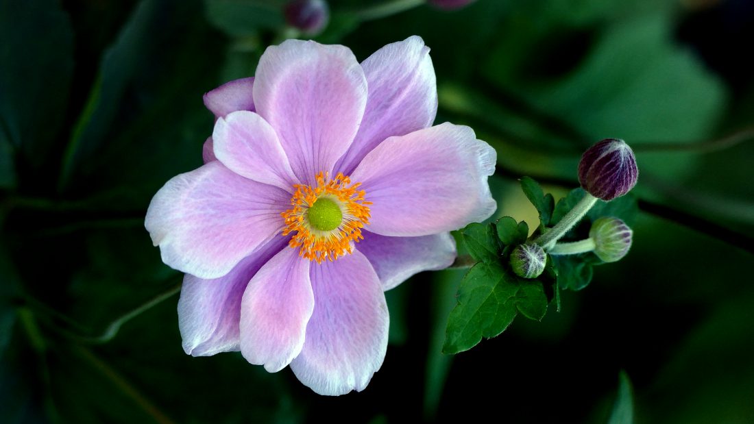 Free stock image of Beautiful Flower Macro