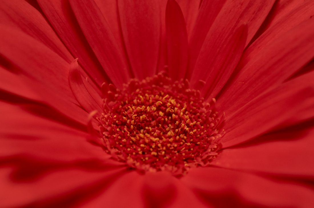 Free stock image of Red Flower Macro
