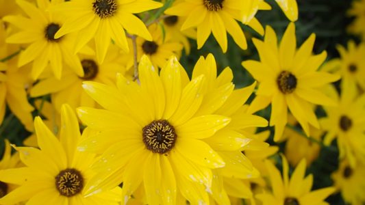 Yellow Flowers in the Wind