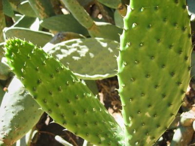 Cactus Closeup