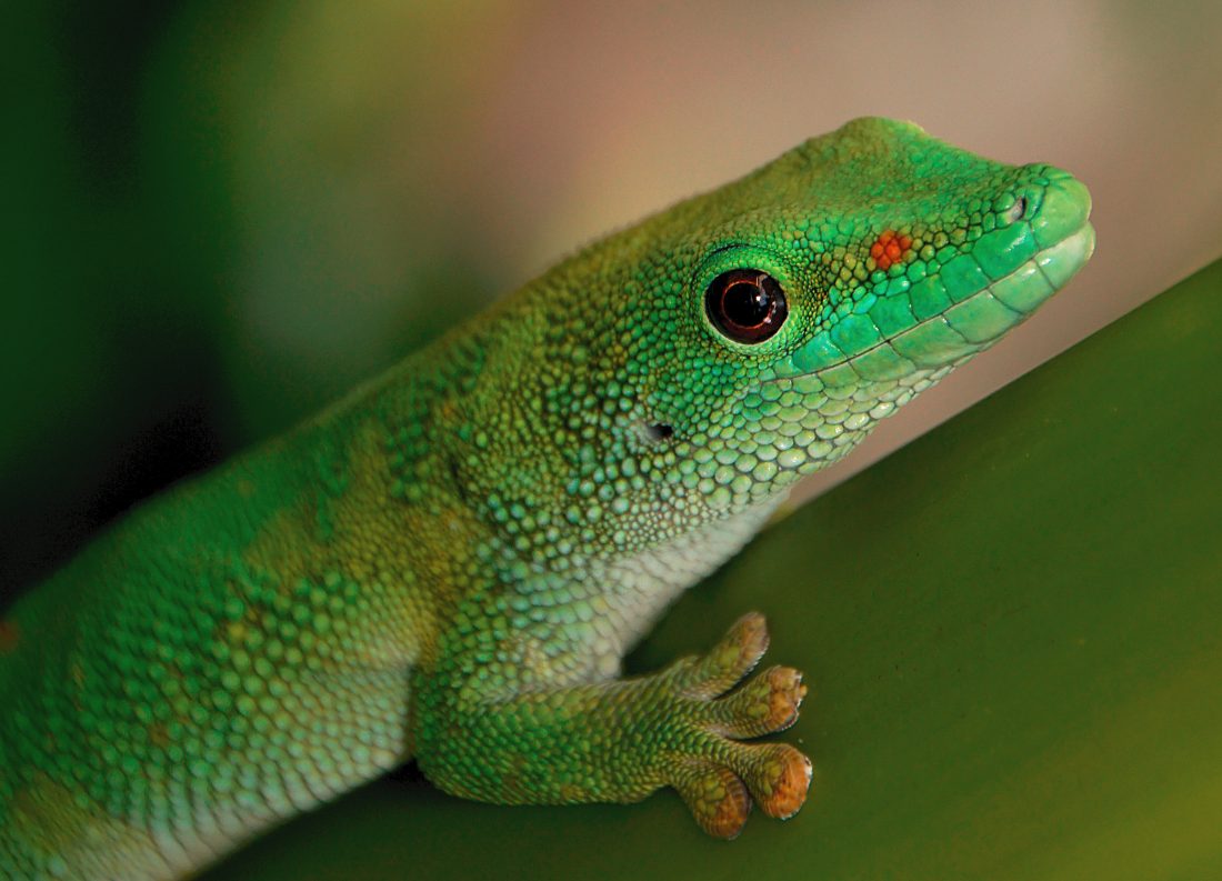 Free stock image of Green Gecko