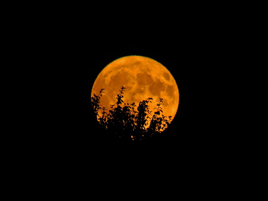 Free stock image of Orange Moon