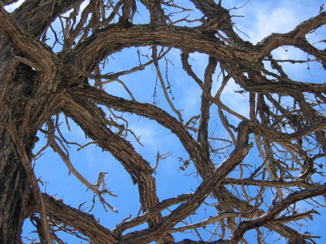 Free stock image of Gnarly Tree