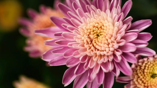 Macro Pink Flower