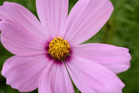 Pink Flower Macro