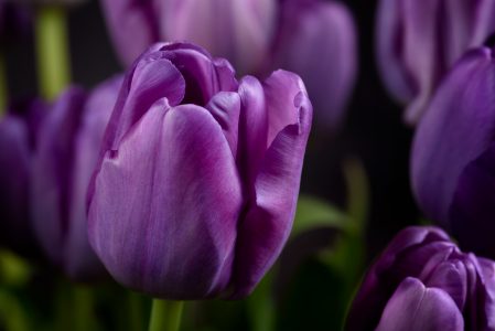 Purple Flowers Close Up