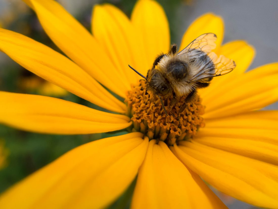 Free stock image of Bee on Spring Flower