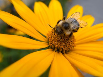 Bee on Spring Flower