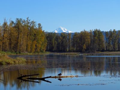 Lake bird and mountain